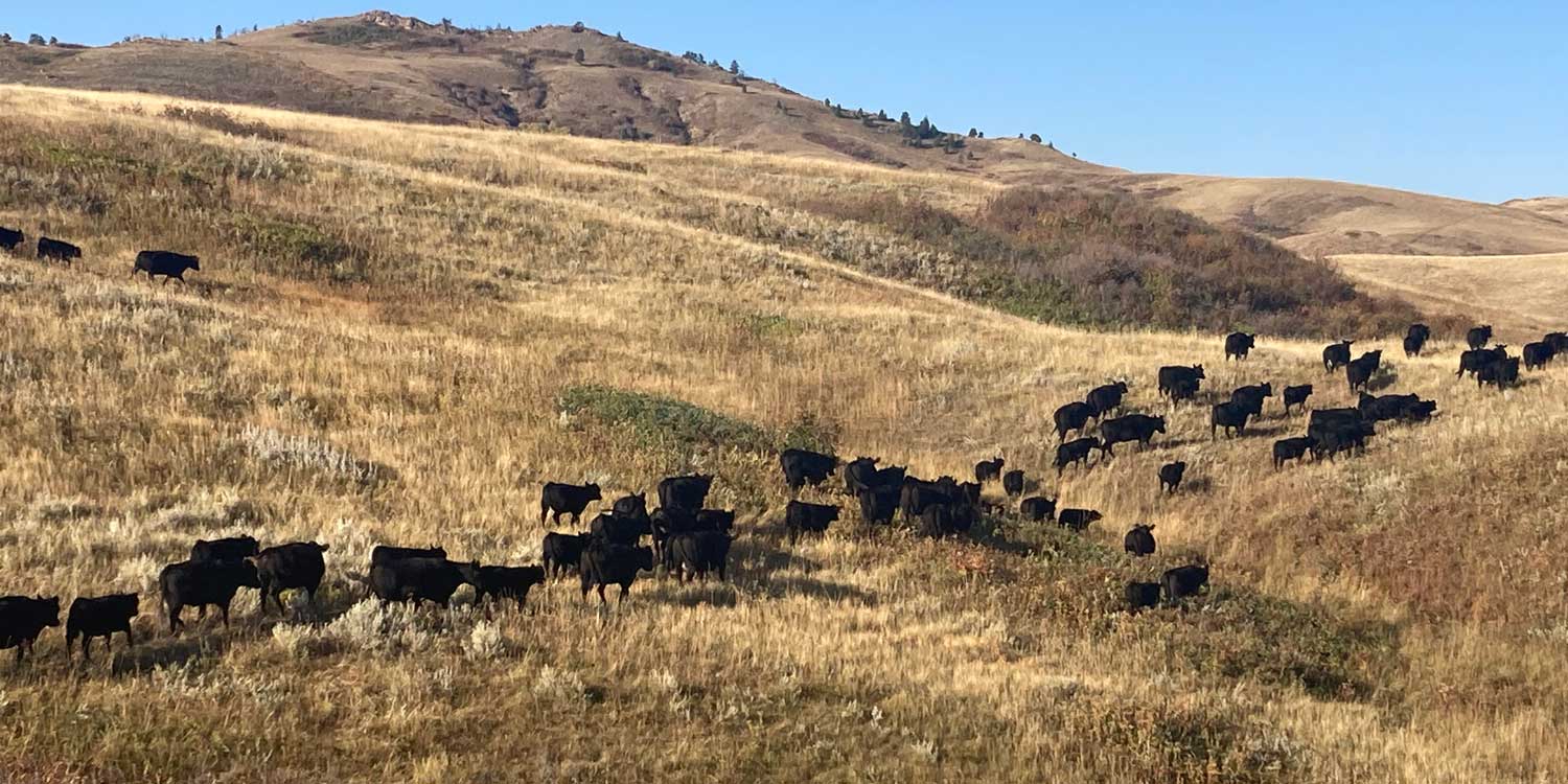 Cows crossing river