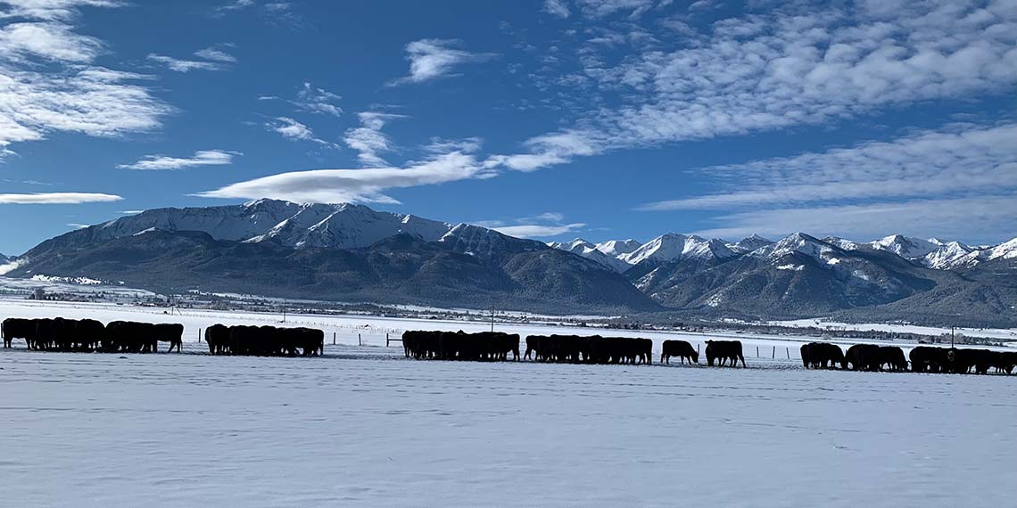 Cows in snow with mountains