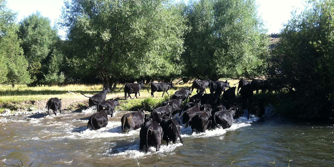 Cows crossing river