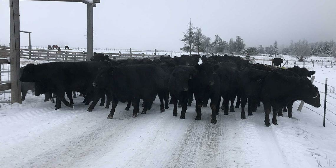Cows on path in snow